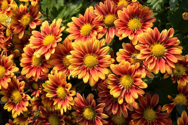 Garden-Center-Images/fall-color-chrysanthemums.jpg
